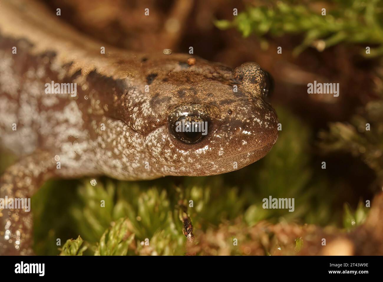 Natural closeup on the Siberian salamander, Salamandrella keyserlingii on leaflitter Stock Photo