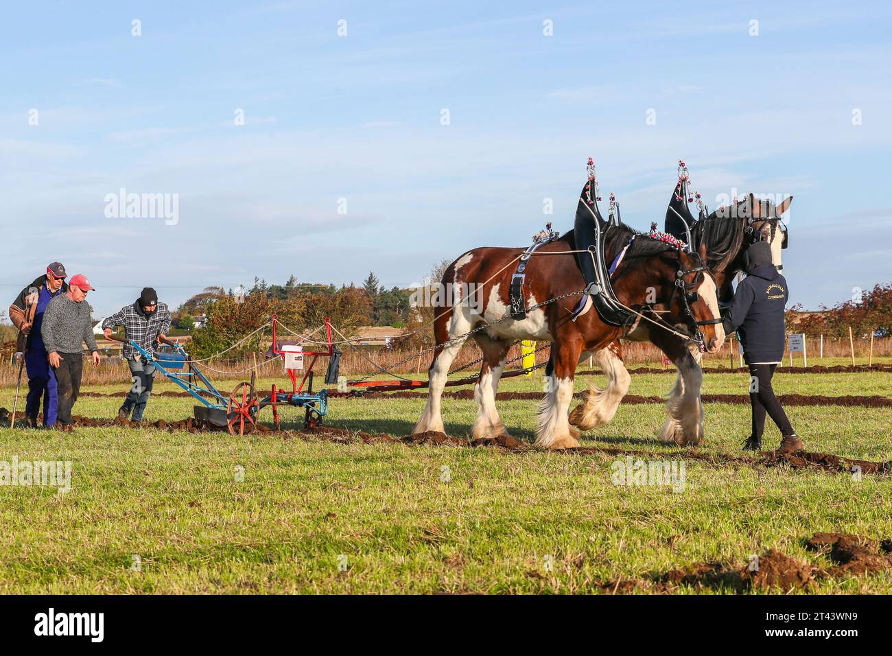 28 Oct 23, Prestwick, UK. The 59th Scottish Ploughing Championships, held over more than 200 acres of Montonhill Farm, near Prestwick, Ayrshire, Scotland, UK, attracted more than 100 International entrants, to classes including Shire and Clydesdale horses, European classic and vintage tractors and ploughs, as well as modern tractors with ploughs. The winners will get qualification points and may go on to take part in the world ploughing championships. Credit: Findlay/Alamy Live News Stock Photo