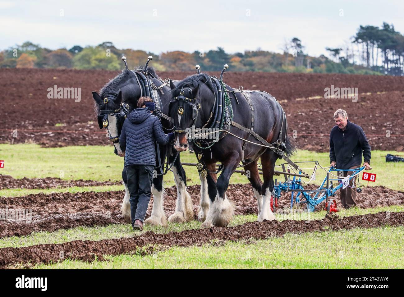 28 Oct 23, Prestwick, UK. The 59th Scottish Ploughing Championships, held over more than 200 acres of Montonhill Farm, near Prestwick, Ayrshire, Scotland, UK, attracted more than 100 International entrants, to classes including Shire and Clydesdale horses, European classic and vintage tractors and ploughs, as well as modern tractors with ploughs. The winners will get qualification points and may go on to take part in the world ploughing championships. Credit: Findlay/Alamy Live News Stock Photo