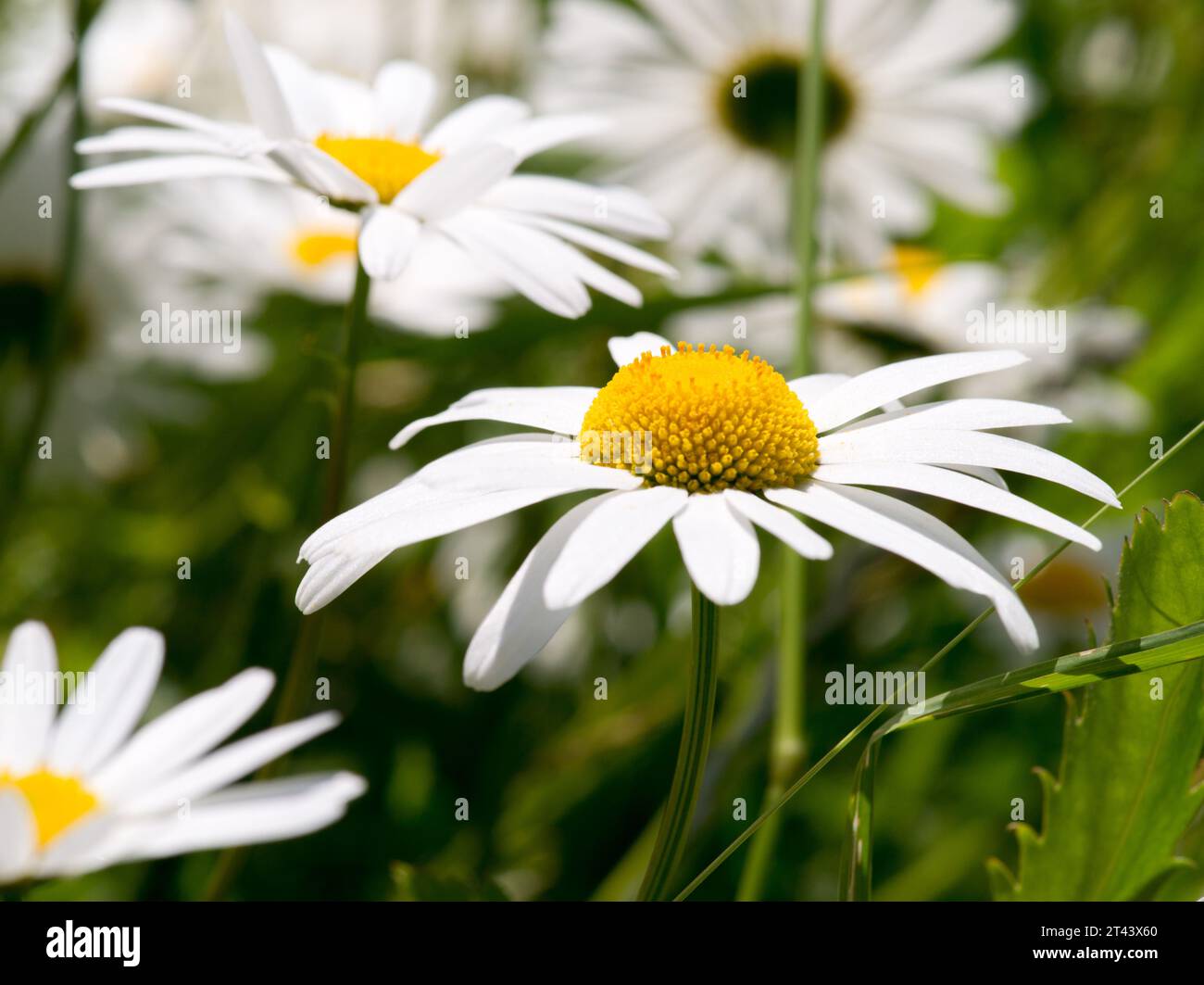 common large daisy Stock Photo