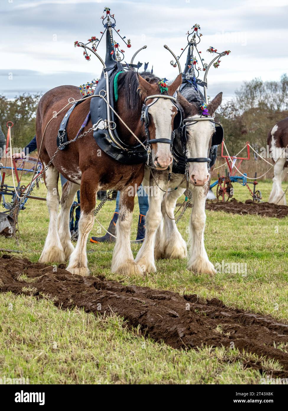 A pair of Clydesdale horses in a a ploughing championship Stock Photo