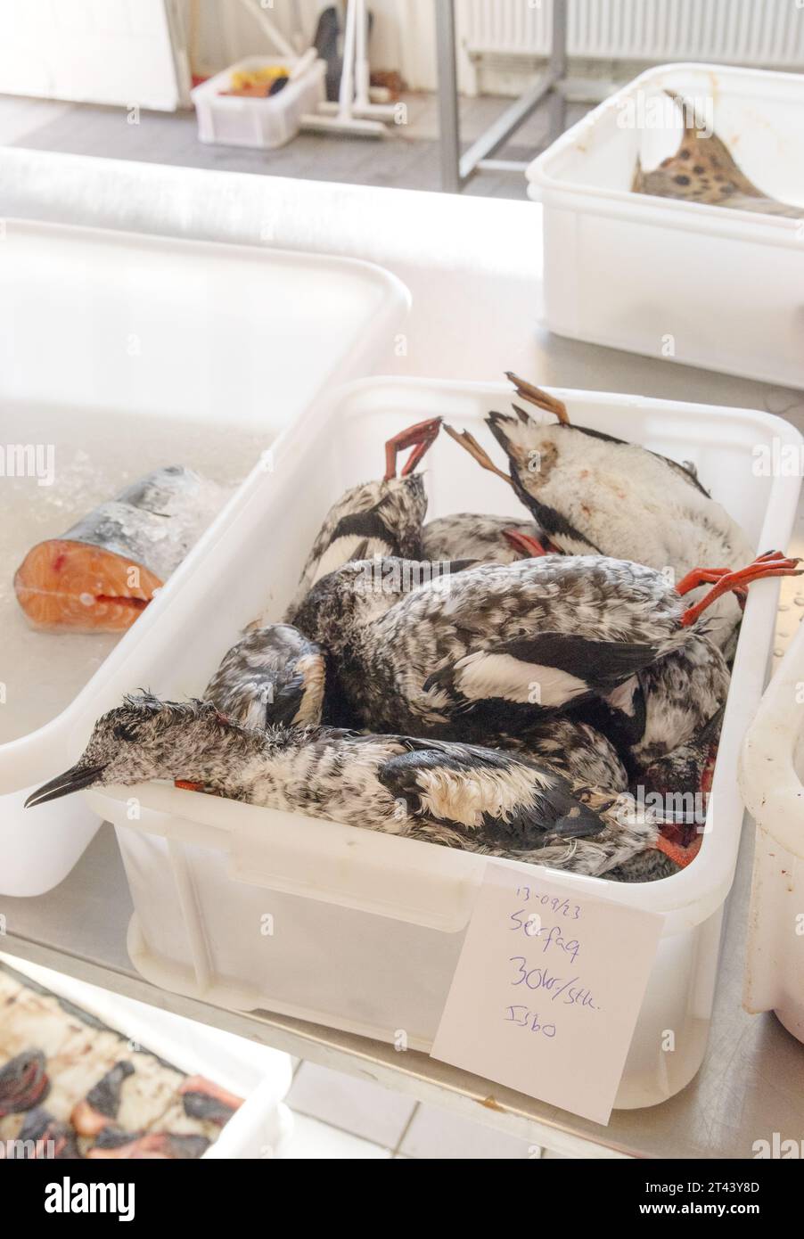 Greenland food - Black Guillemot dead birds for sale as food in a food store - Greenland lifestyle; Qaqartoq, Greenland Stock Photo
