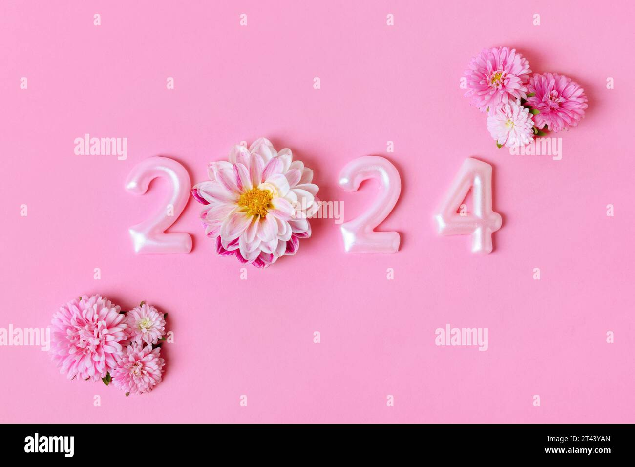 Pink numbers and pink dahlia aster flowers on a pink background. 2024 new year idea concept. Simple and clean design Happy New Year 2024 and Merry Chr Stock Photo