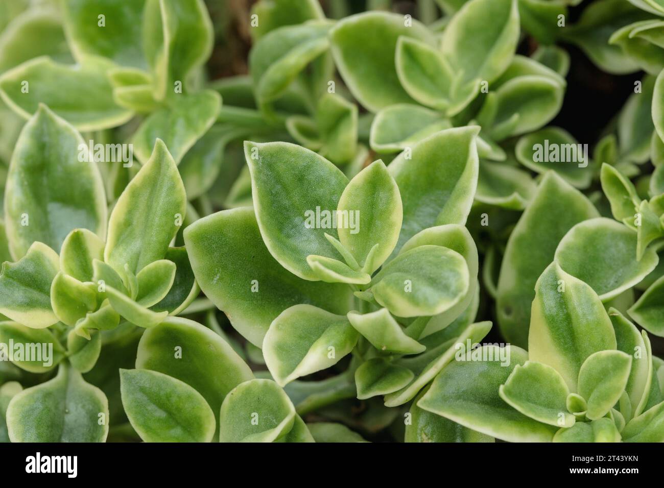 Iceplant leafs (Aptenia cordifolia). Stock Photo