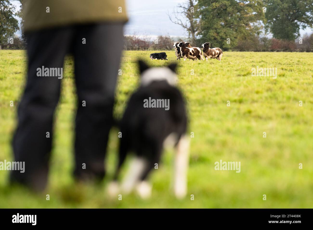 Kippen, Stirling, Scotland, UK. 28th Oct, 2023. 'Checking out the Competition' a sheepdog waiting its turn intently watches another dog running with Jacob Sheep at the Kippen Open Sheepdog Trial Credit: Kay Roxby/Alamy Live News Stock Photo