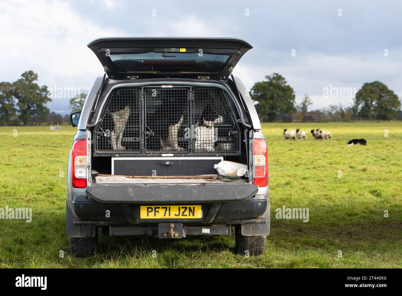 kippen, Stirling, Scotland, UK. 28th Oct, 2023. 'Checking out the Competition' three sheepdogs patiently waiting as another dog competes at the Kippen Open Sheepdog Trial Credit: Kay Roxby/Alamy Live News Stock Photo