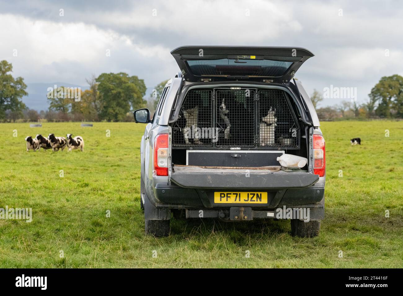 kippen, Stirling, Scotland, UK. 28th Oct, 2023. 'Checking out the Competition' three sheepdogs patiently waiting as another dog competes at the Kippen Open Sheepdog Trial Credit: Kay Roxby/Alamy Live News Stock Photo