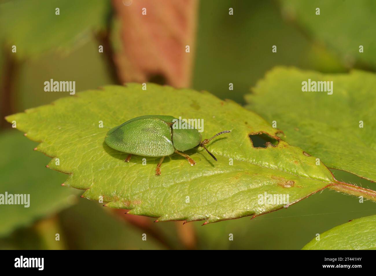 Natural closeup of a green tortoise beetle, Cassida viridis sitting on a leaf Stock Photo