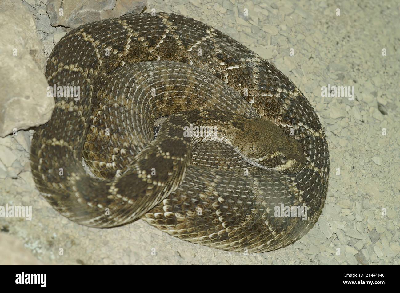 Detailed closeup on a curled Texas or Western diamondback, rattlesnake, Crotalus atrox Stock Photo