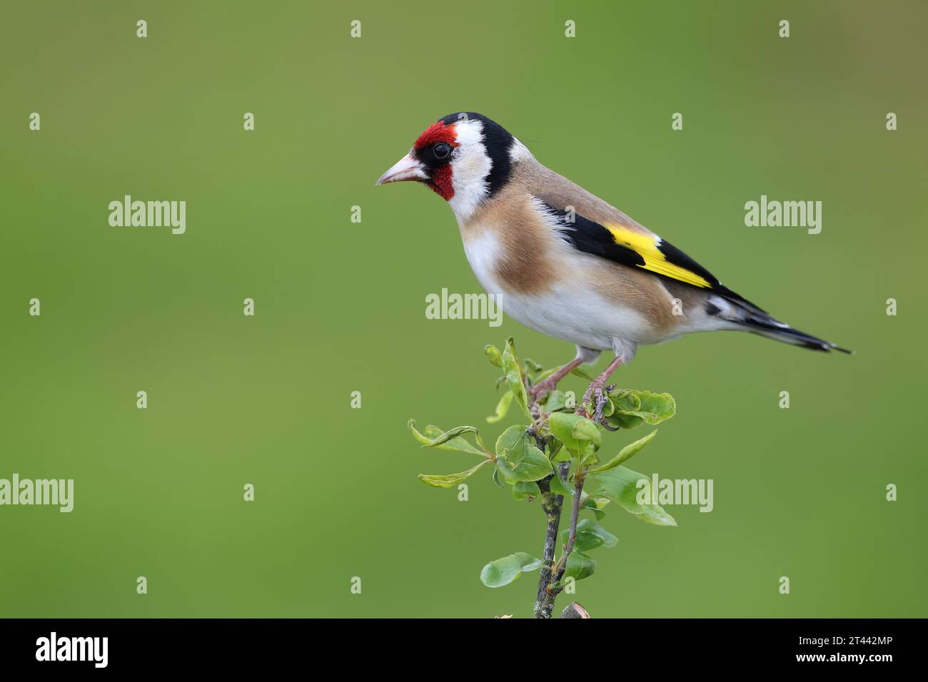 European Goldfinch, Carduelis Carduelis, perched on a branch in spring. Stock Photo