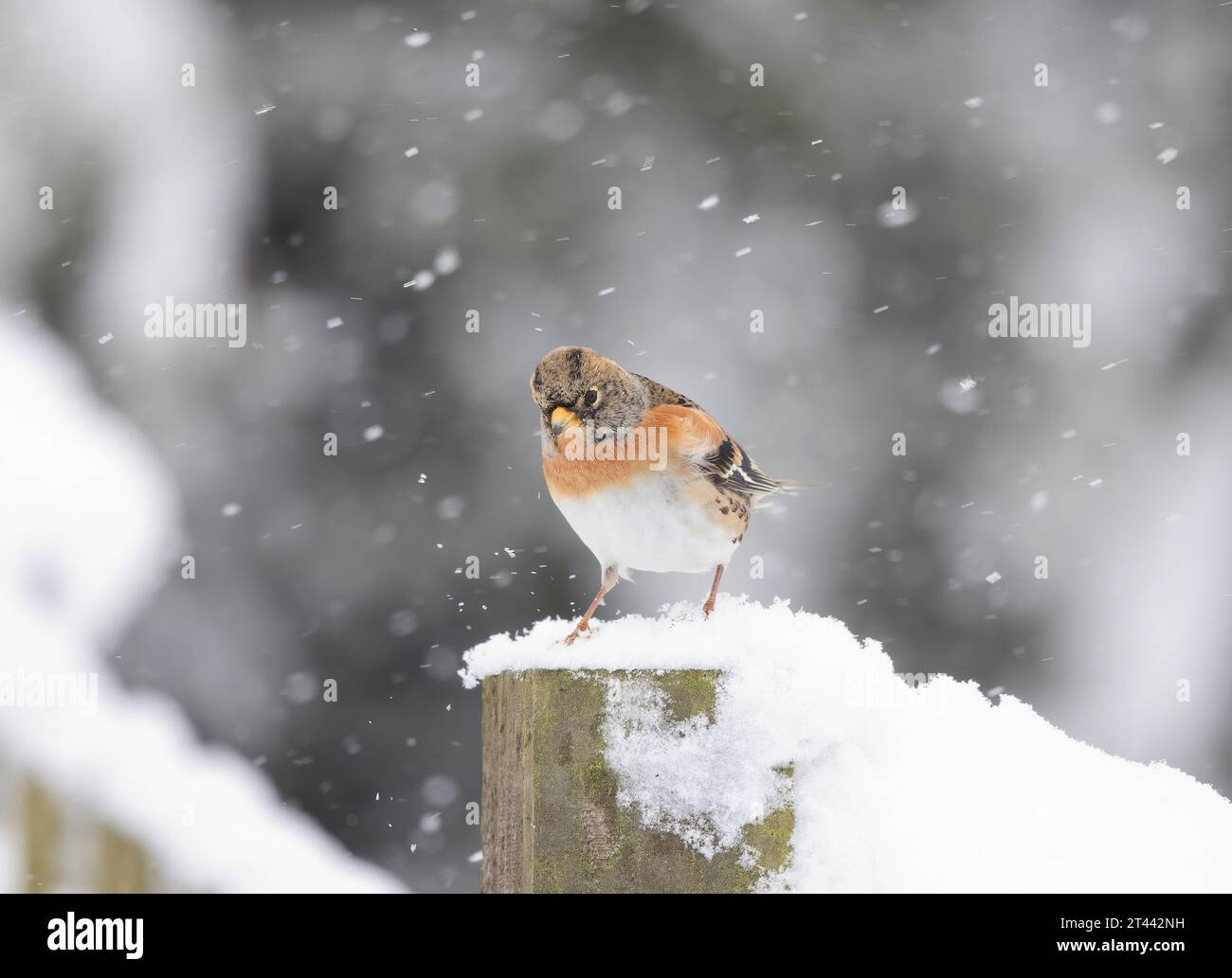 Brambling , Fringilla montifringilla, perched on a snow covered post, Mid Wales, uk Stock Photo