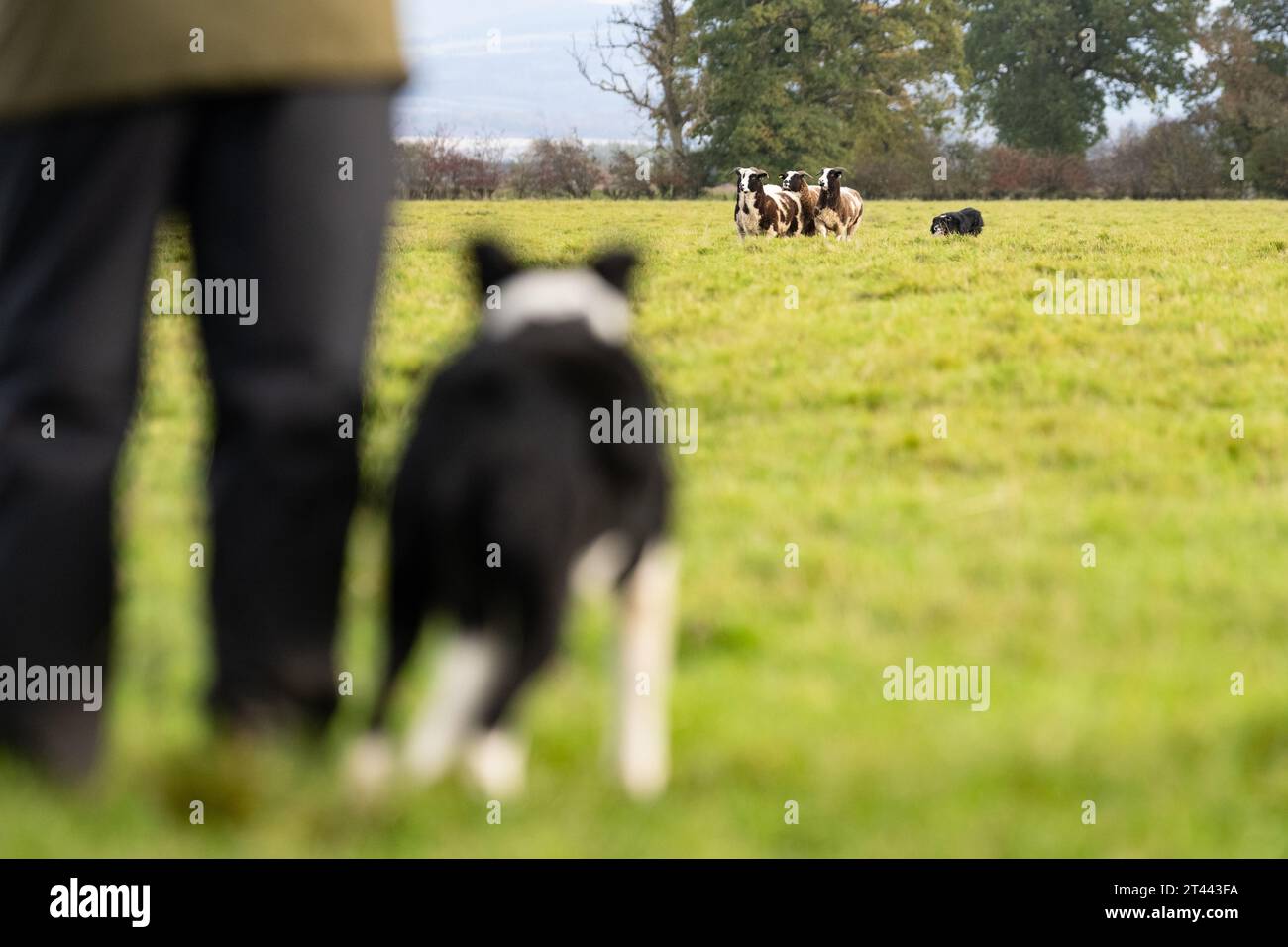 Kippen, Stirling, Scotland, UK. 28th Oct, 2023. 'Checking out the Competition' a sheepdog waiting its turn intently watches another dog running with Jacob Sheep at the Kippen Open Sheepdog Trial Credit: Kay Roxby/Alamy Live News Stock Photo