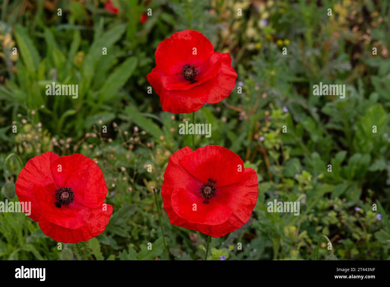 A trio of Corn Poppies Stock Photo