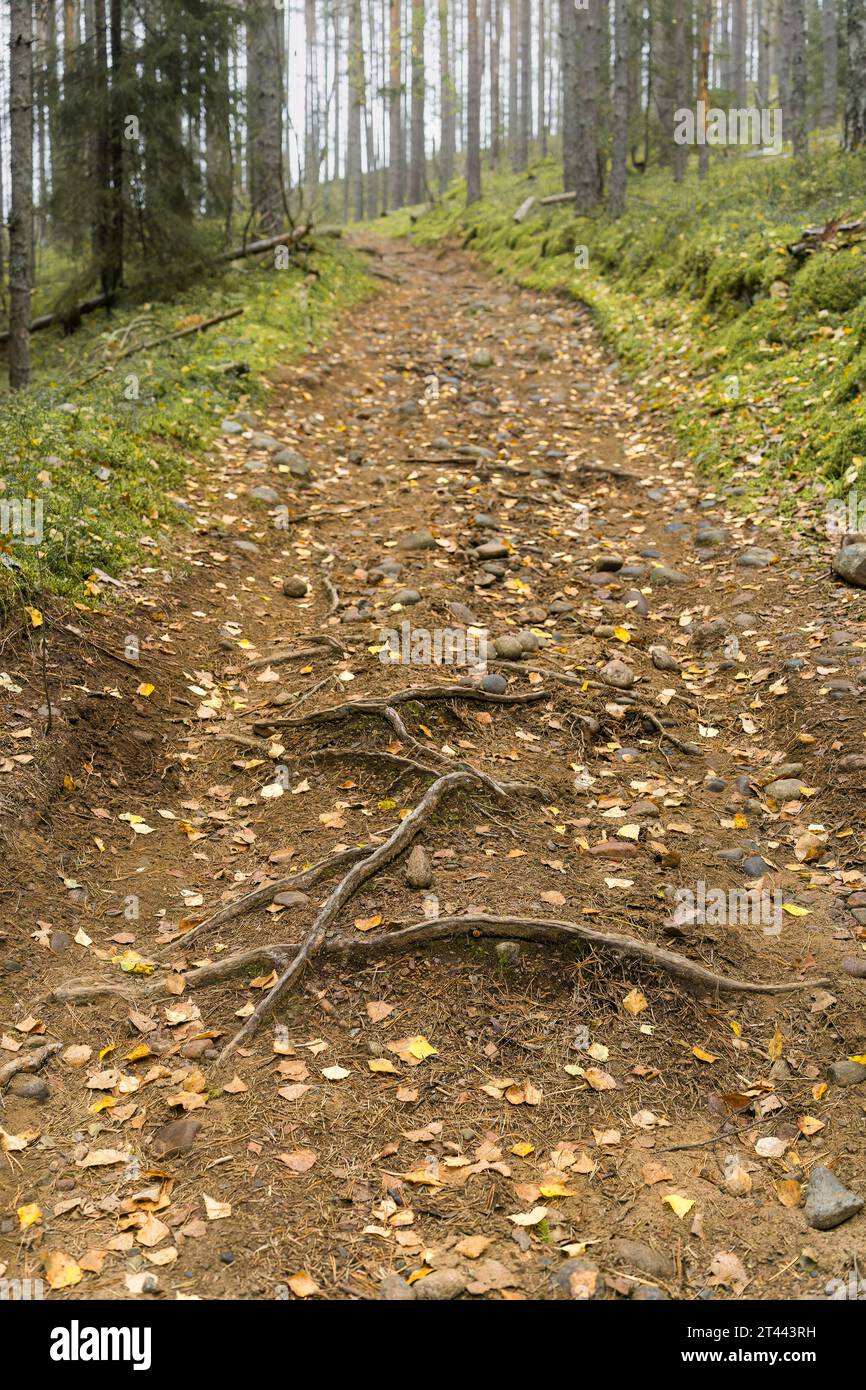 Rocky forest path with roots shaped like letter E in a Finnish forest. Stock Photo