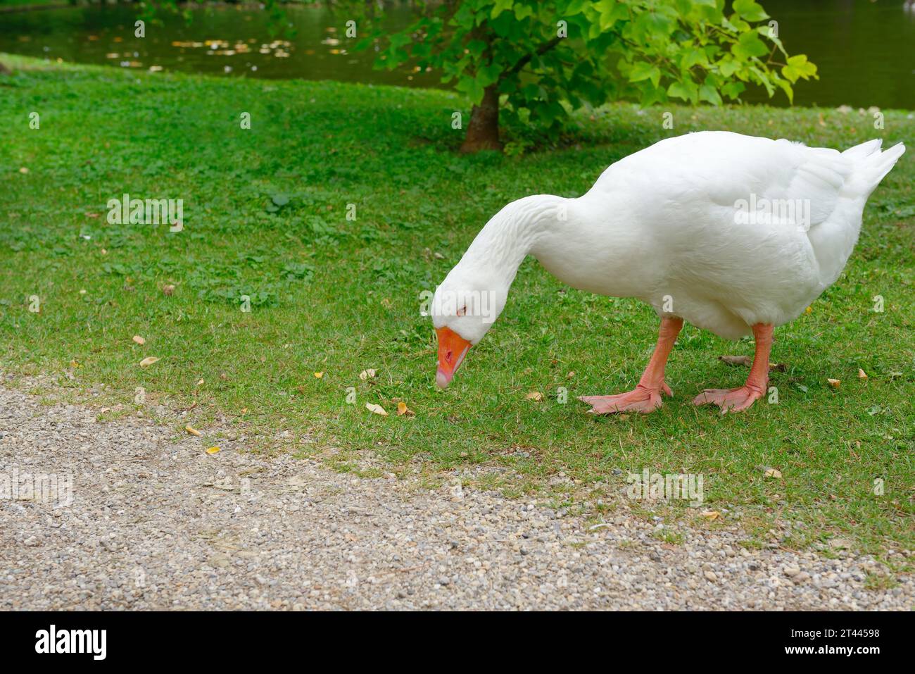 Big white goose in meadow Stock Photo