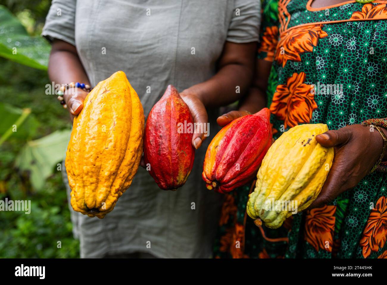 Close-up of different varieties of cocoa pods freshly harvested by two female farmers Stock Photo