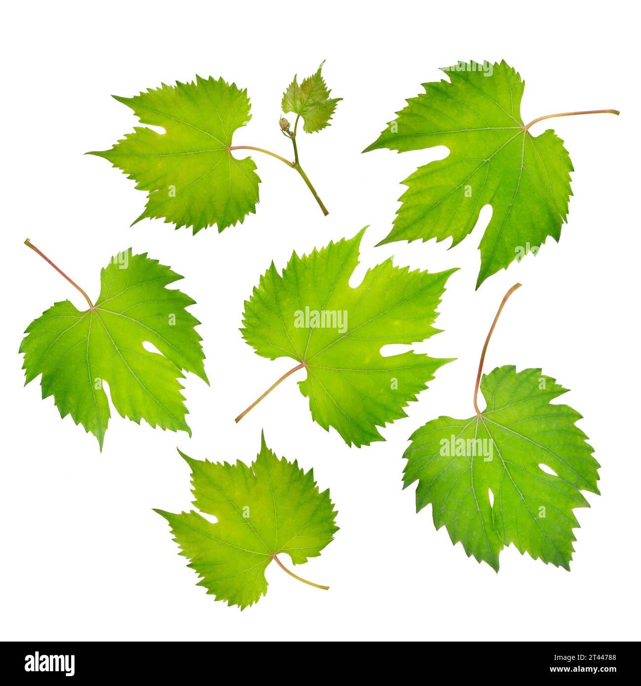 fresh grape leaves isolated on white Stock Photo - Alamy