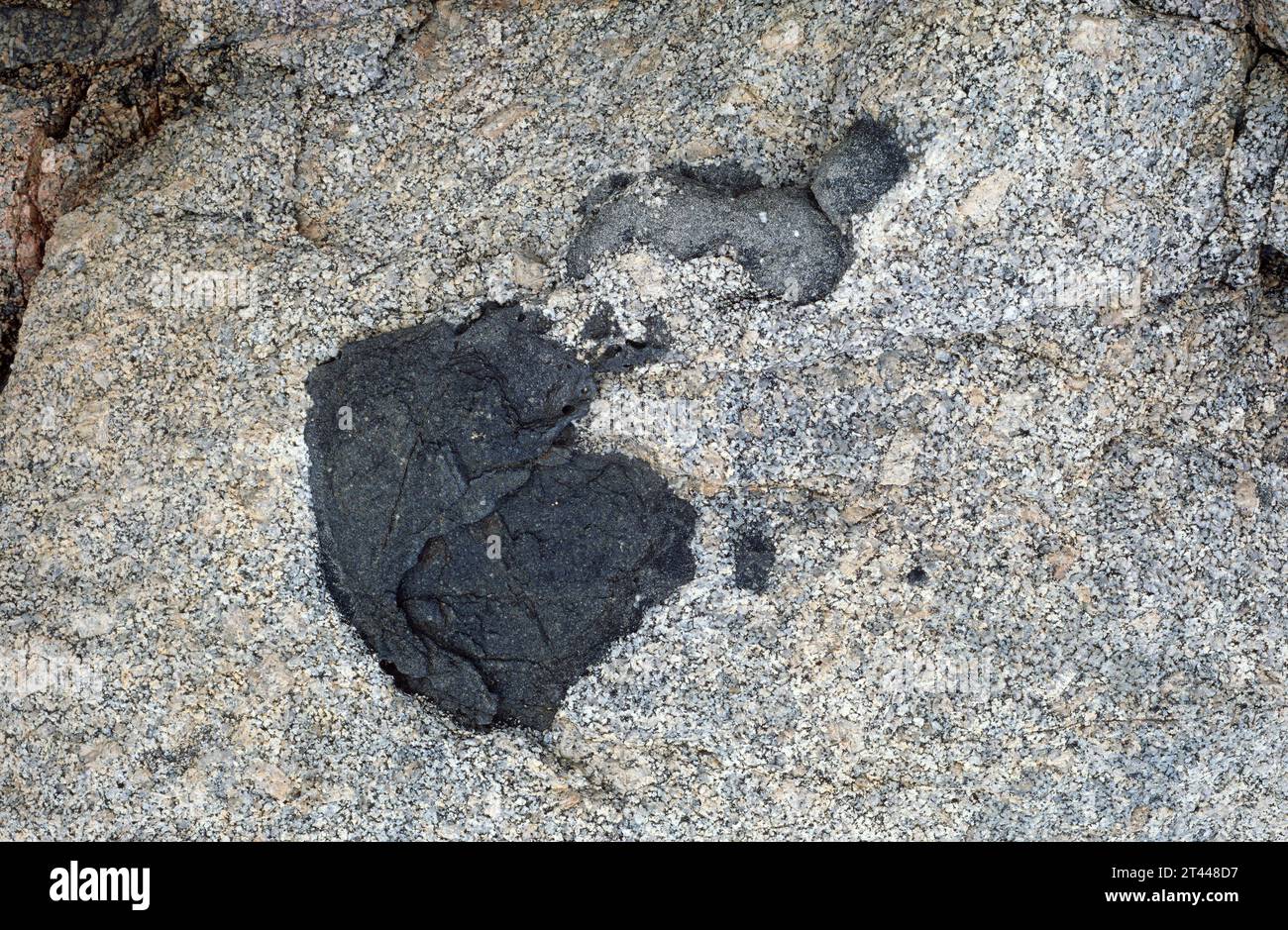 Xenolith (black) in a granite block. Stock Photo