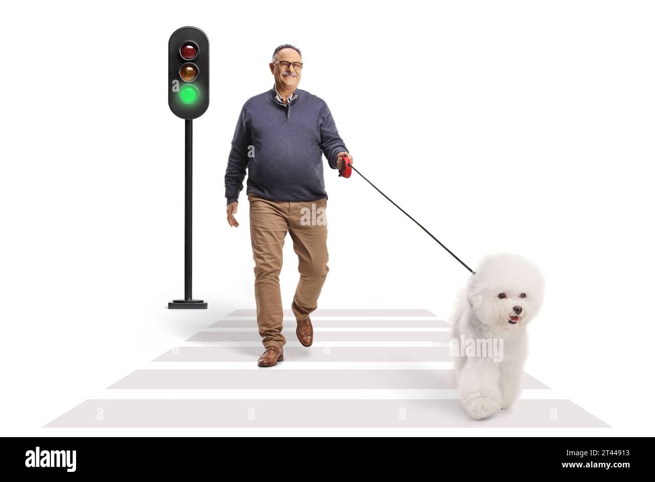 Mature man walking a bichon frise dog at a pedestrian crossing isolated on white background Stock Photo