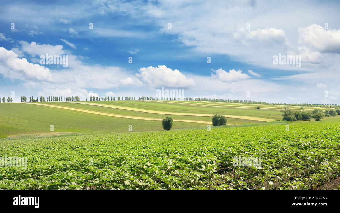 sunflower field and beautiful sky Stock Photo - Alamy