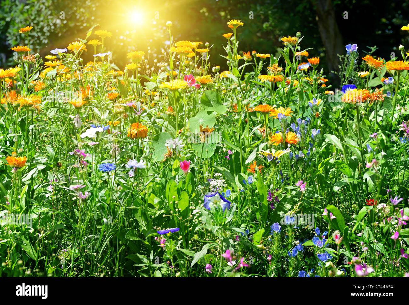 Grass in flower bed hi-res stock photography and images - Alamy