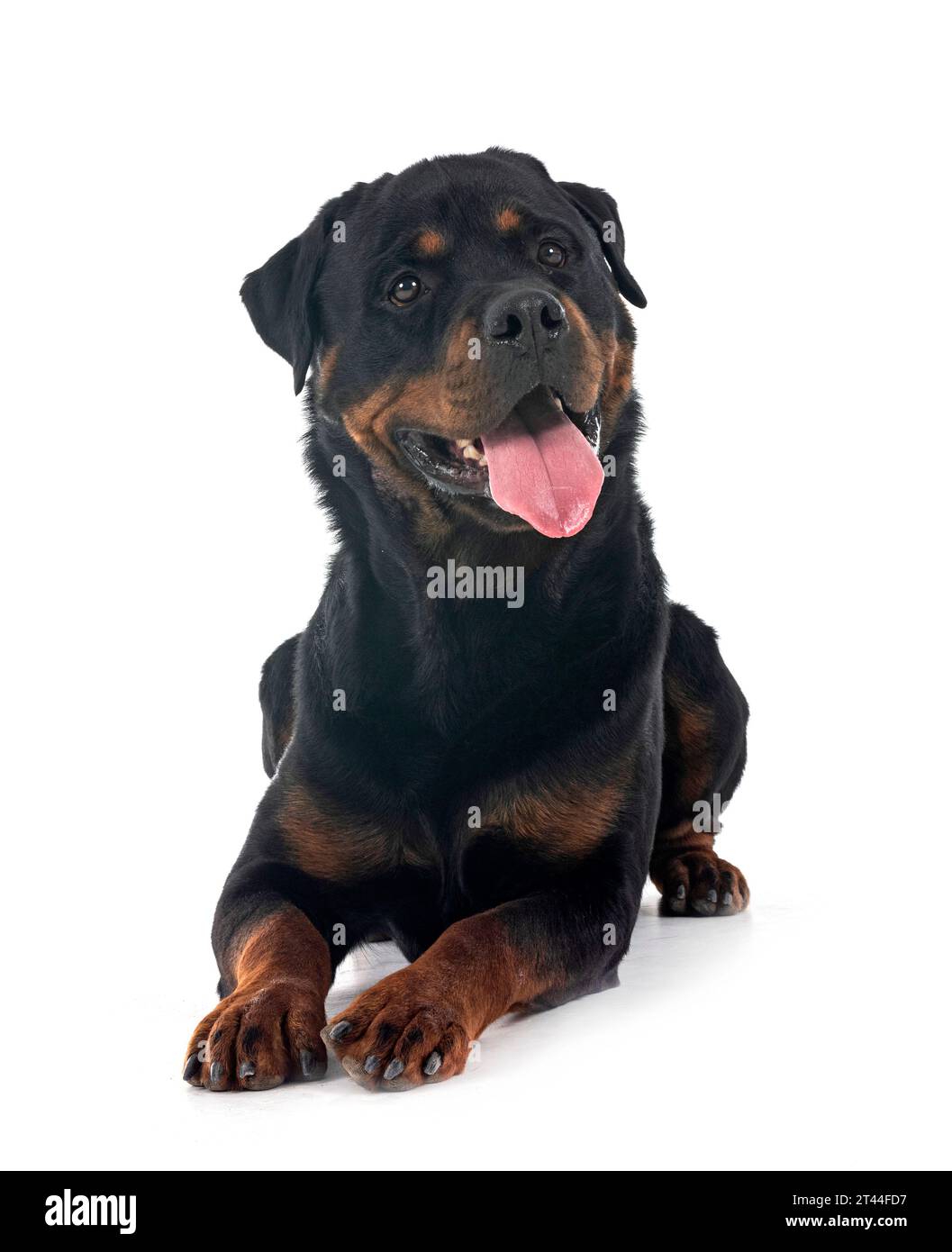 Purebred Rottweiler purebred rottweiler in front of white background Stock Photo - Alamy