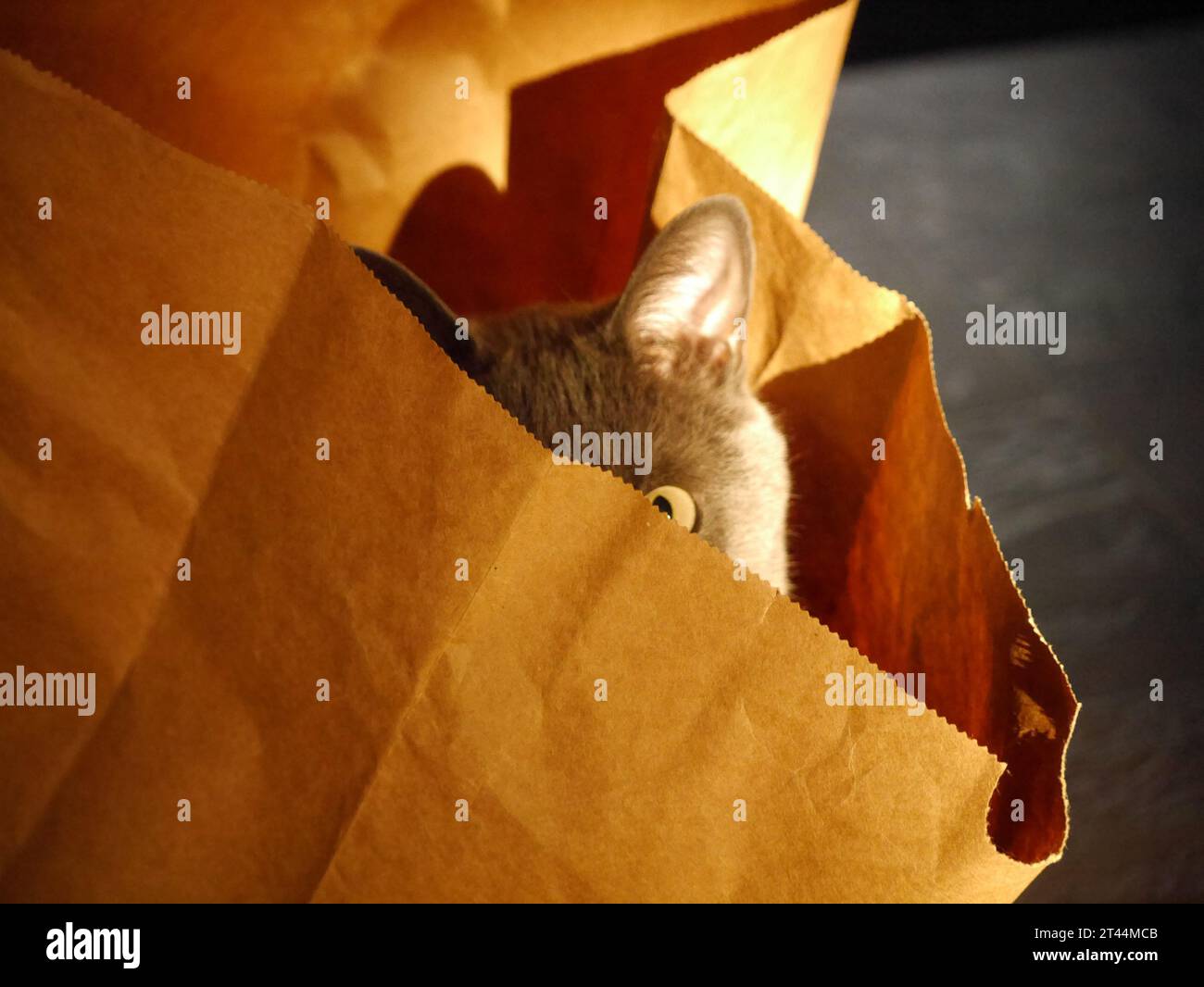 Cat in a bag Stock Photo