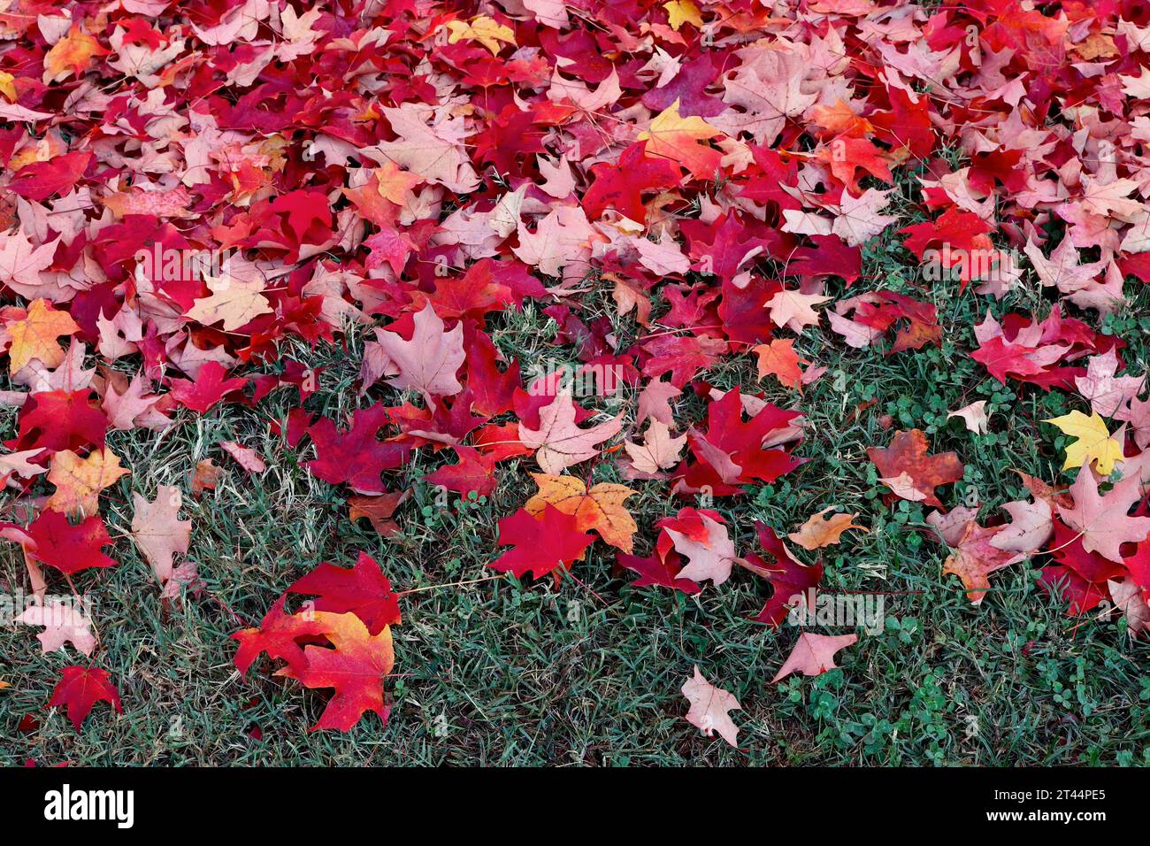 Red Maple Leaves Scattered on Ground in Autumn Stock Photo