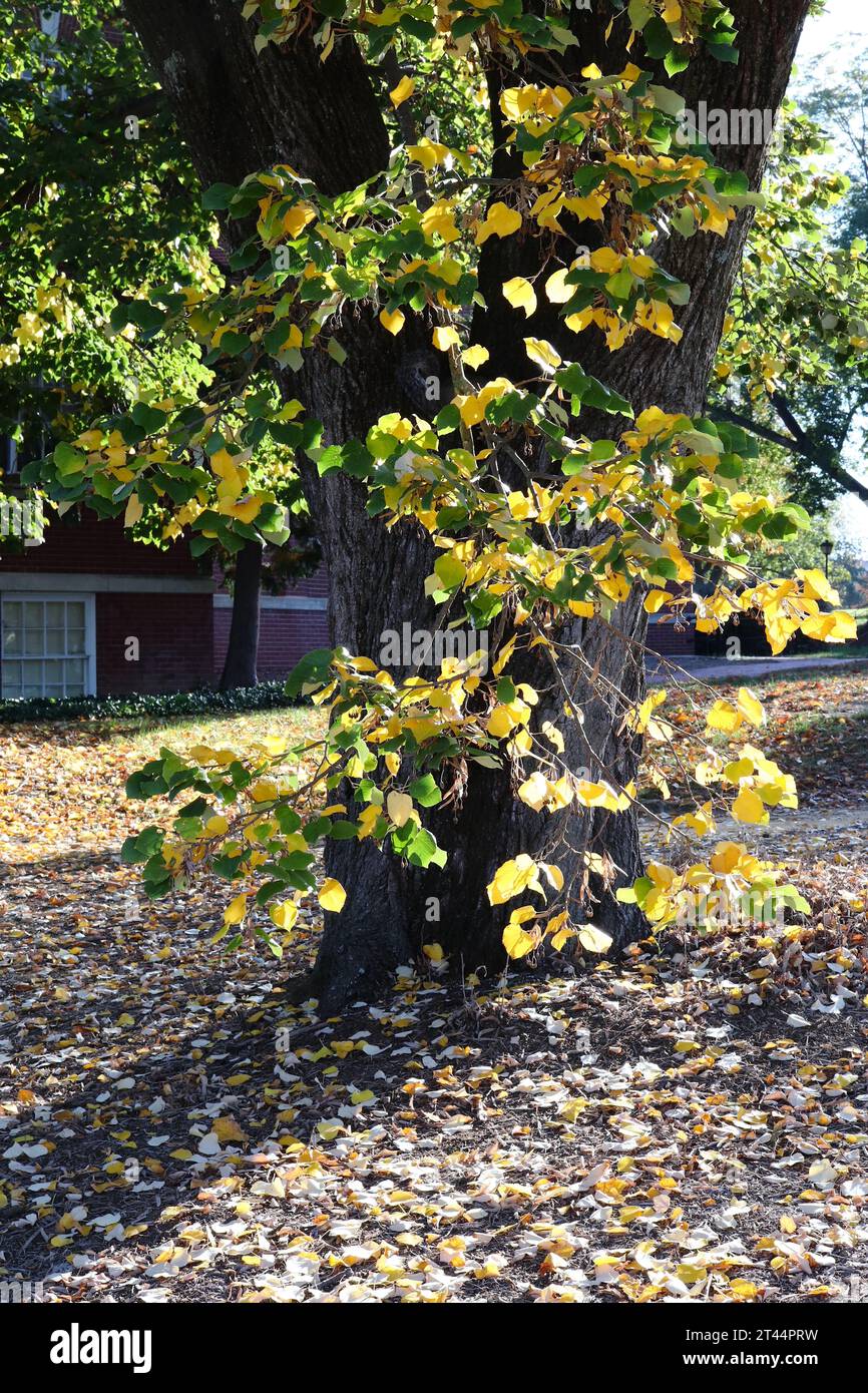 Yellow and Green Leaves in Autumn Stock Photo