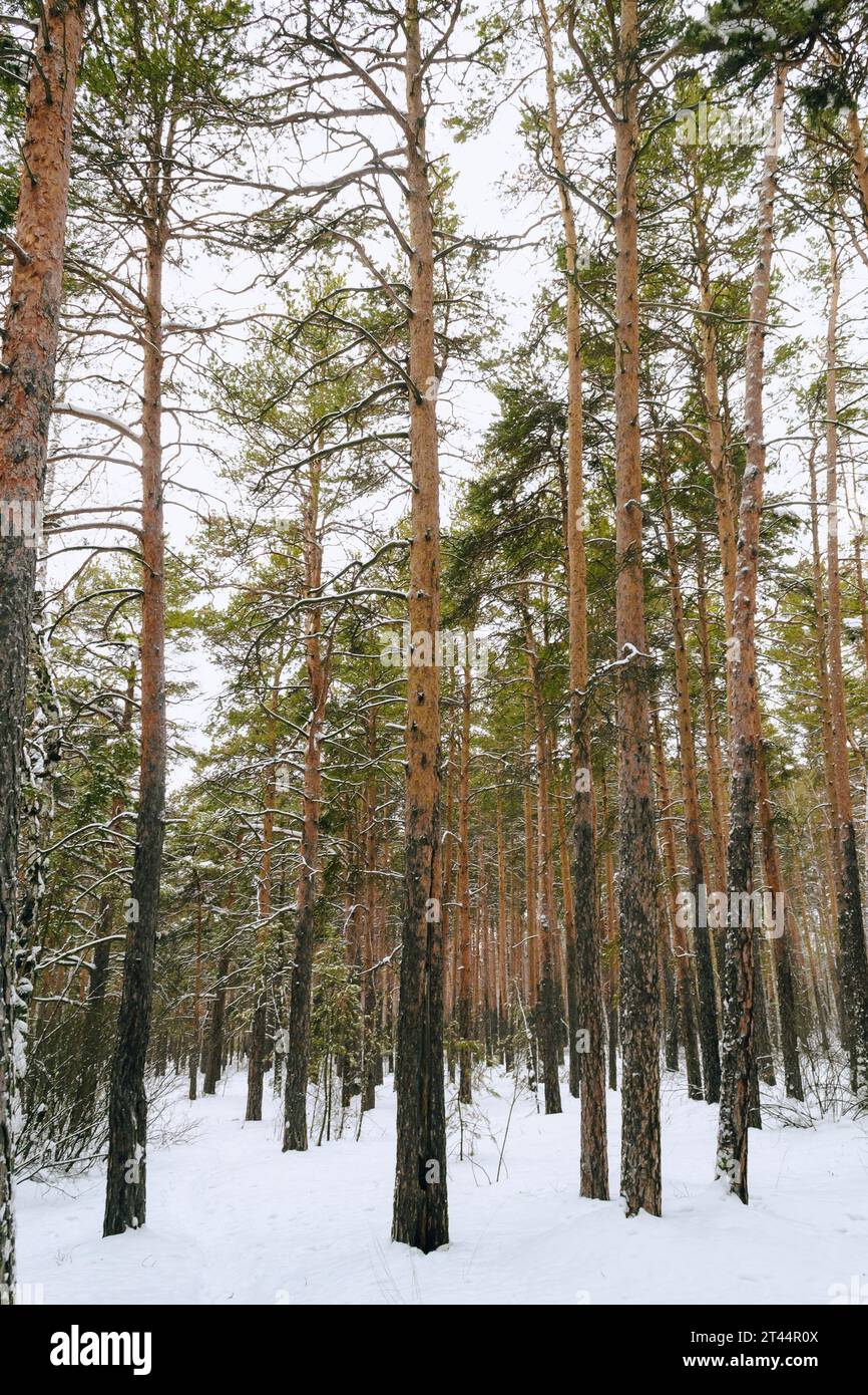 The slender trunks of tall pines in the winter forest Stock Photo - Alamy