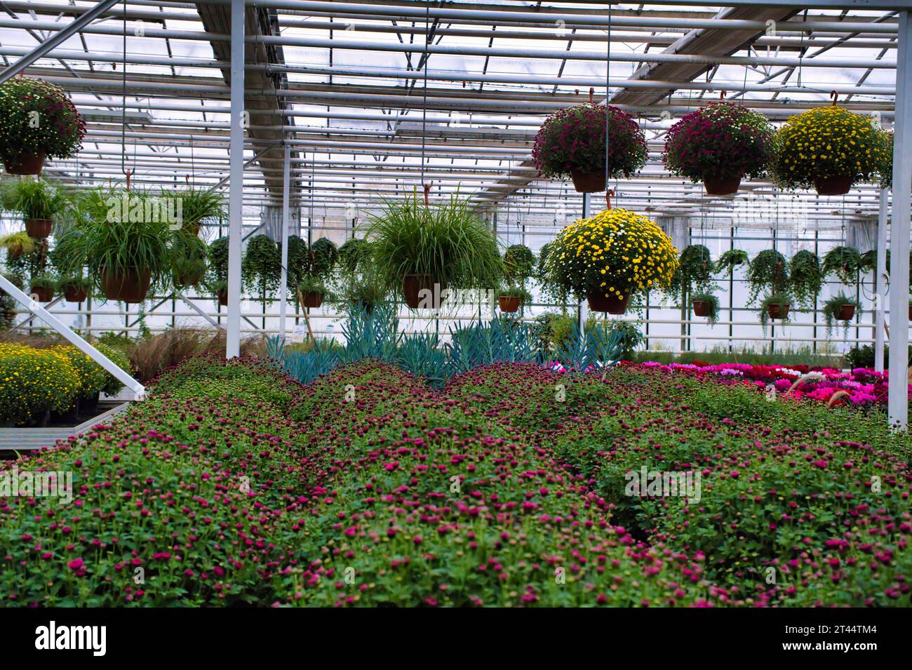 Chrysanthemums in a greenhouse. Large glass greenhouse with flowers ...