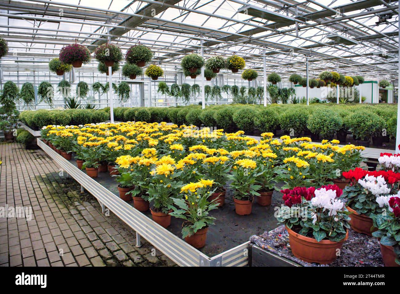 Chrysanthemums in a greenhouse. Large glass greenhouse with flowers