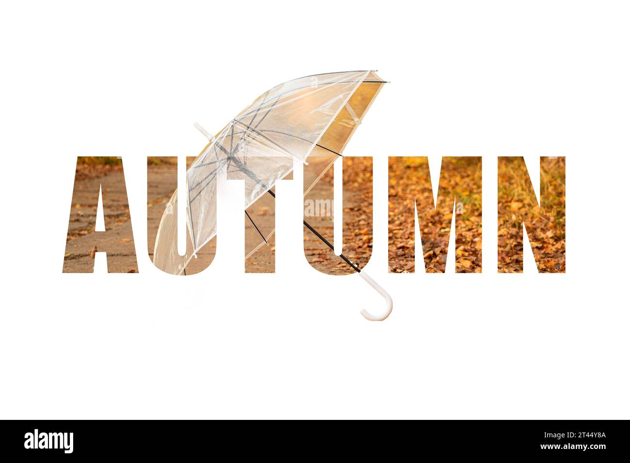A transparent umbrella lies on the road in yellow autumn leaves in the text word autumn on a white background, autumn season, banner and wallpaper Stock Photo