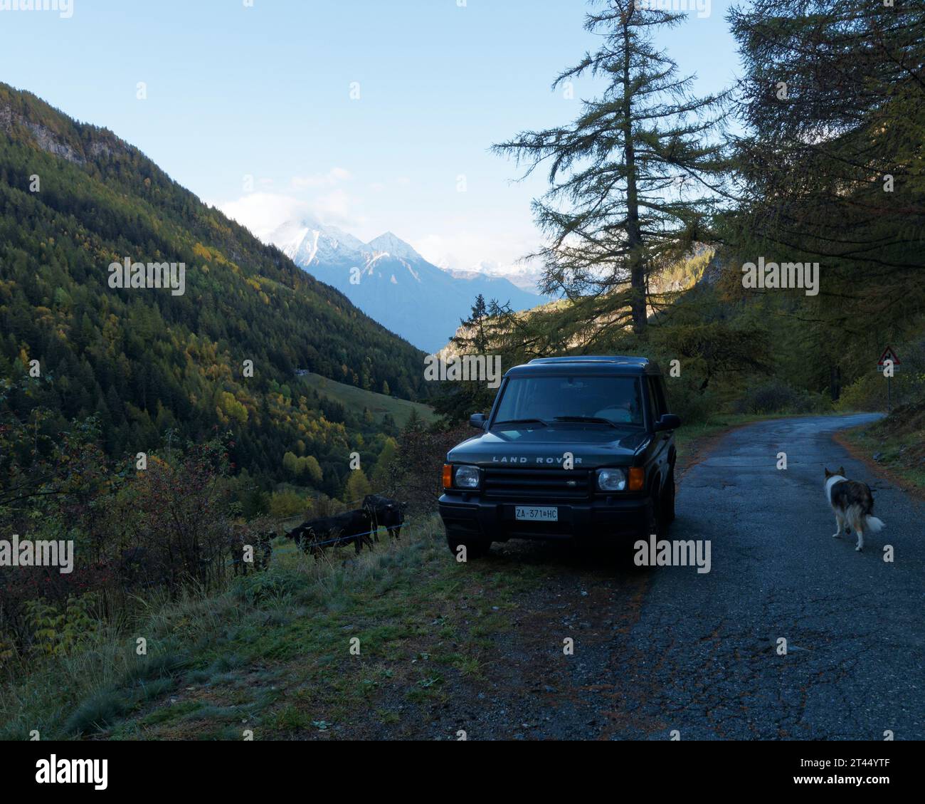 Alpine mountain road with a land rover, dofg anf black cows beside the verge on a autumn morning, Aosta Valley NW Italy. October 27, 2023 Stock Photo