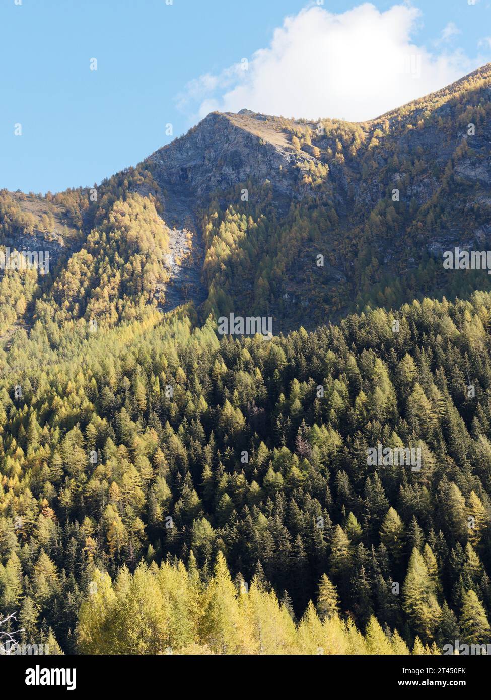 Autumn light over a hillside forest  on an autumn day in the Aosta Valley NW Italy. October 27, 2023 Stock Photo