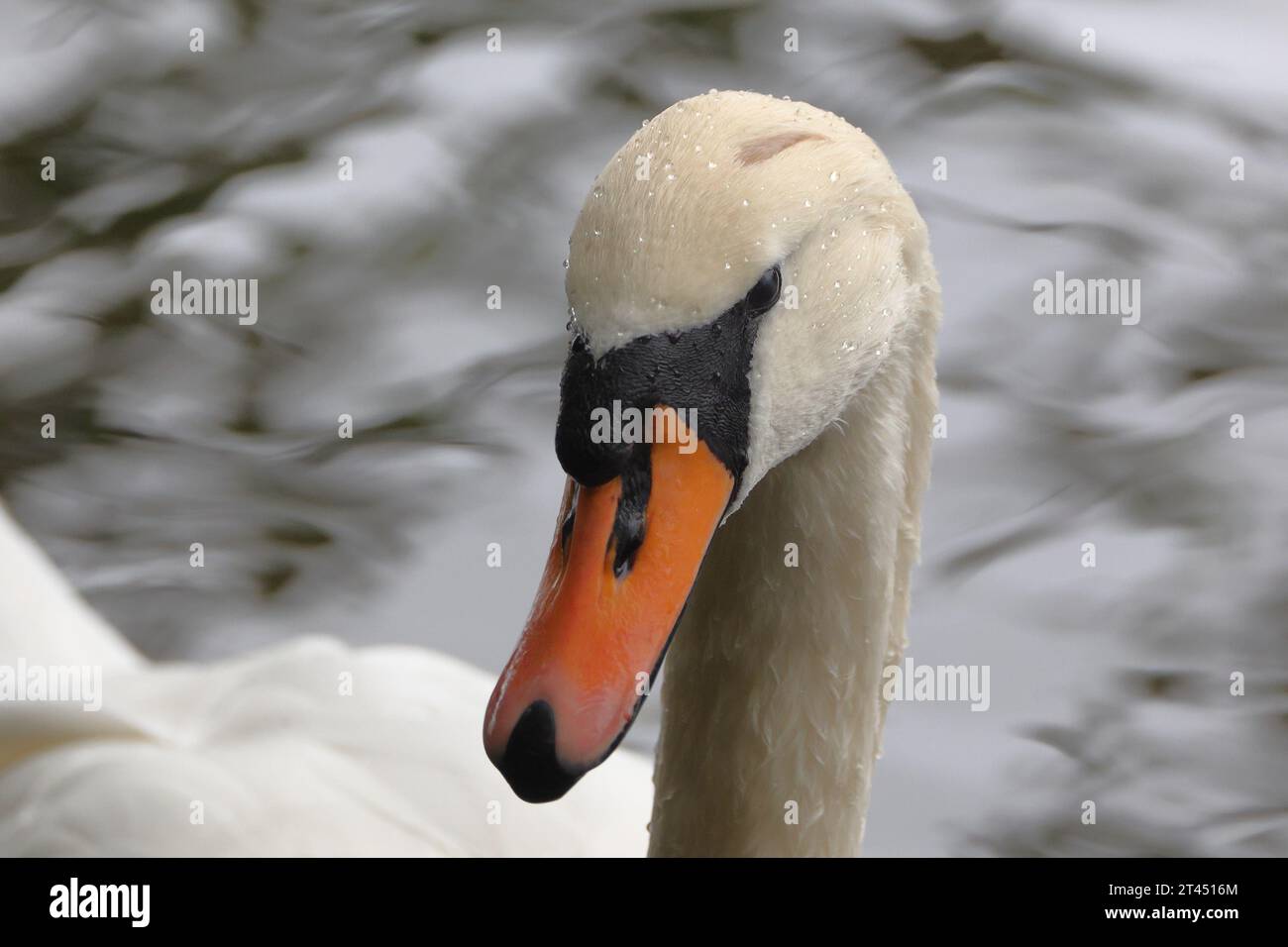 Swan and Mallards at Trentham Gardens Stock Photo