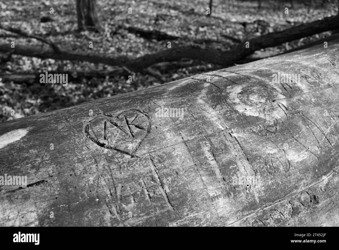 Graffiti and initials, in a heart shape, carved on a felled tree in the woods Stock Photo