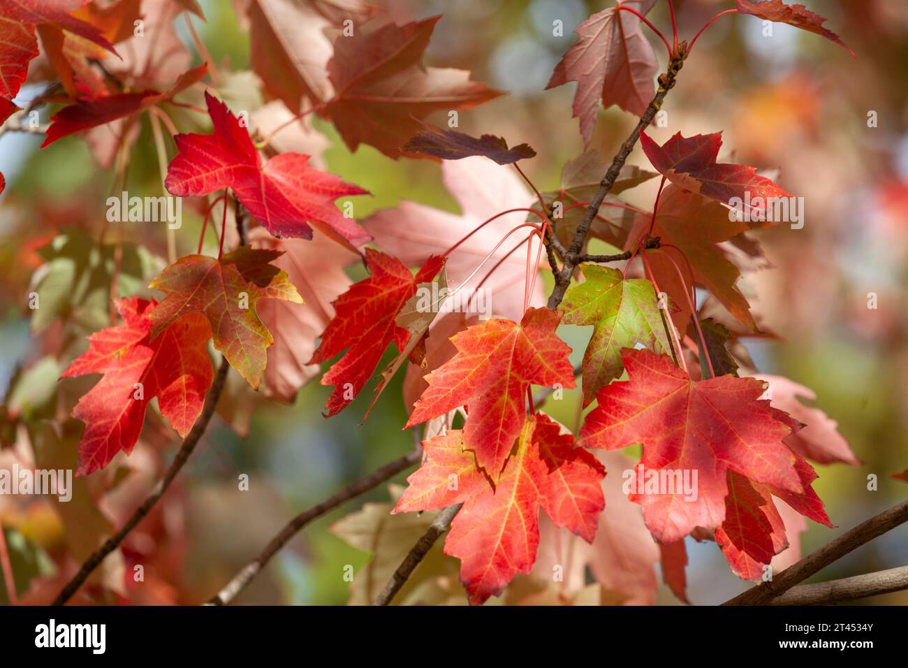 Autumn leaves on a branch Stock Photo - Alamy