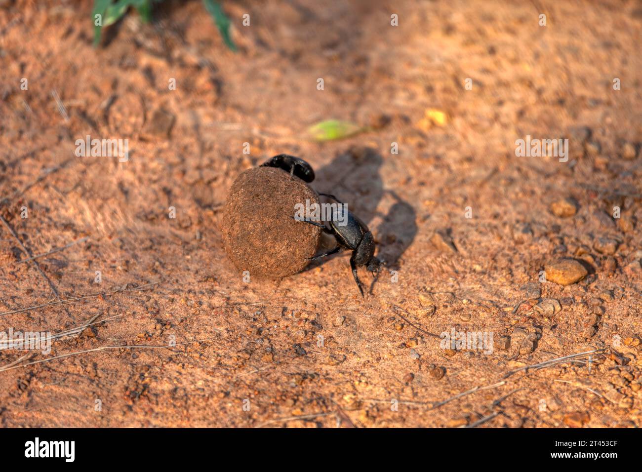 Dung beetles are beetles that feed on feces, they can bury dung 250