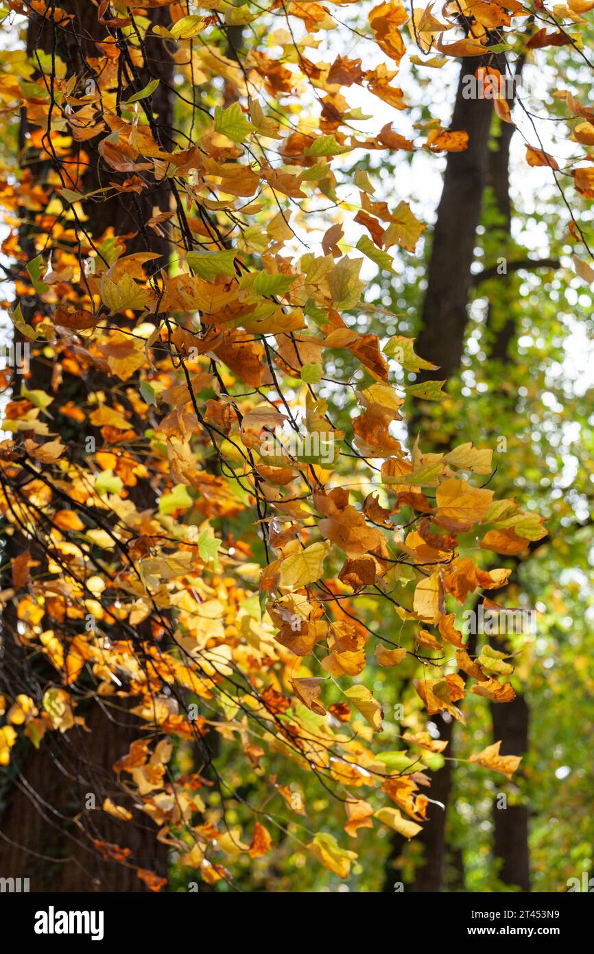 Autumn leaves on a branch. Stock Photo