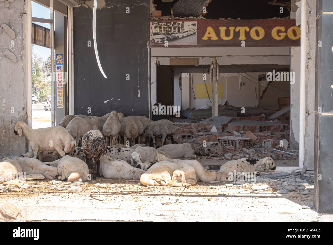 Her of sheep sleeping in the ruins of the building destroyed by 2023 Turkish earthquake. Domesticated animals in Antakya Hatay Turkey Stock Photo