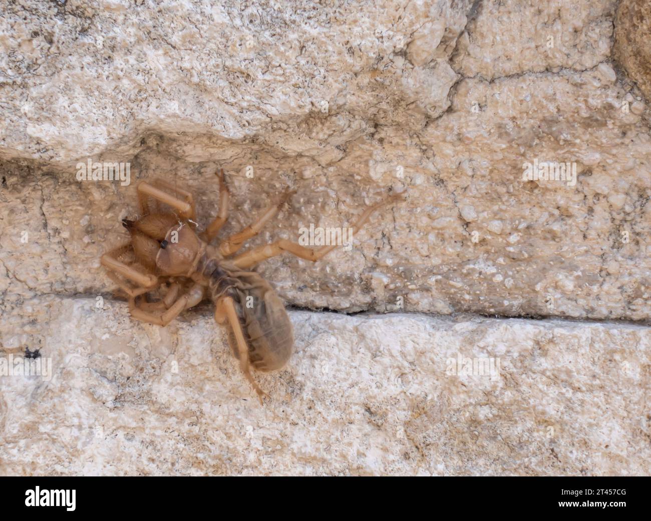 venomous spider in Hatay Turkey Stock Photo