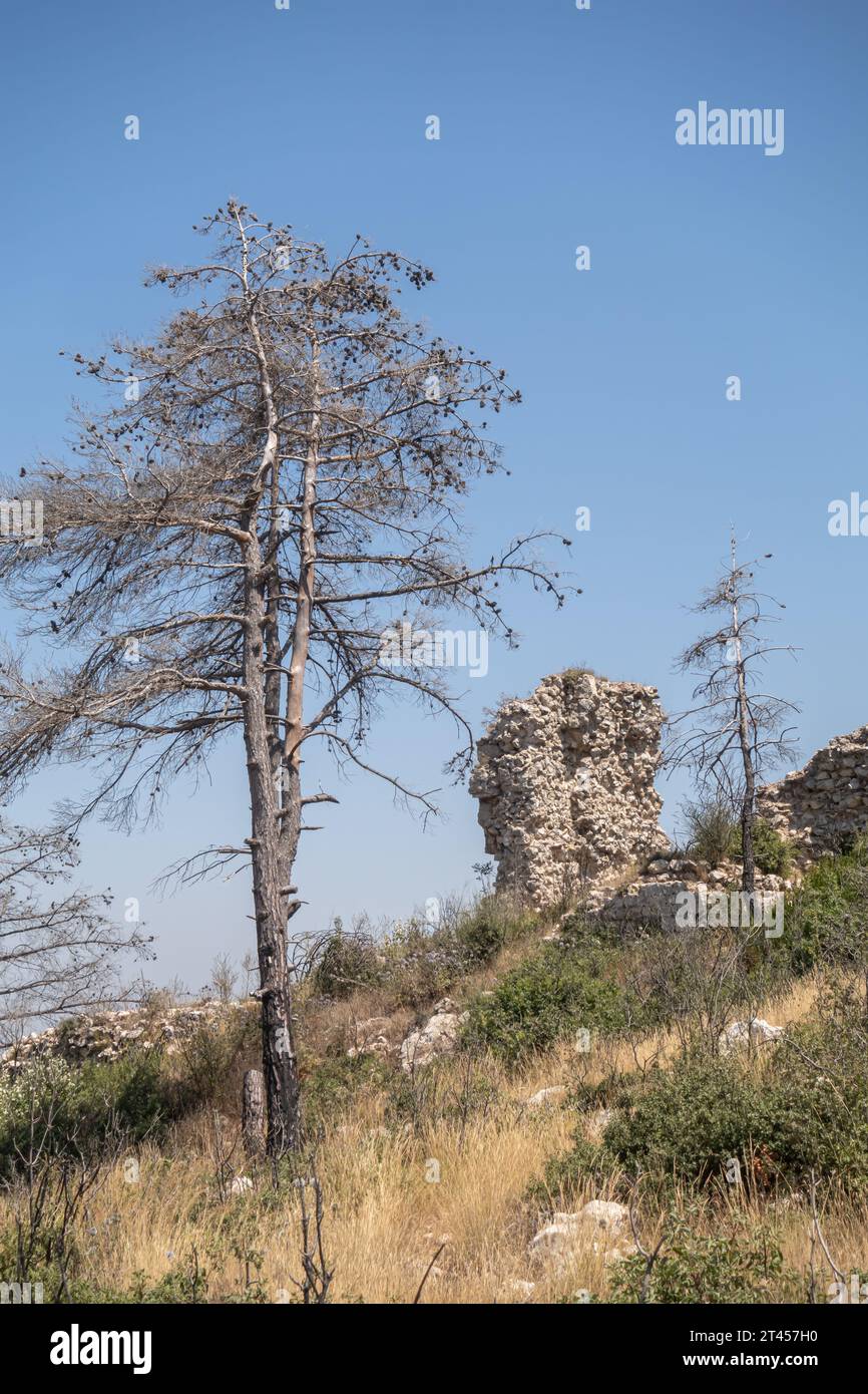 Dead Pine Tree, stone ruin in Hatay province Turkey Stock Photo