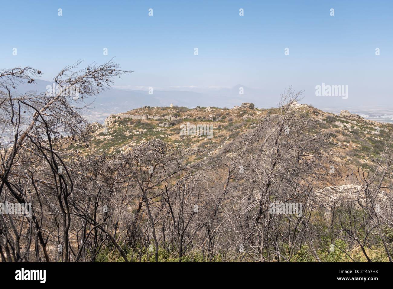 Dead Pine Tree in Hatay province Turkey Stock Photo