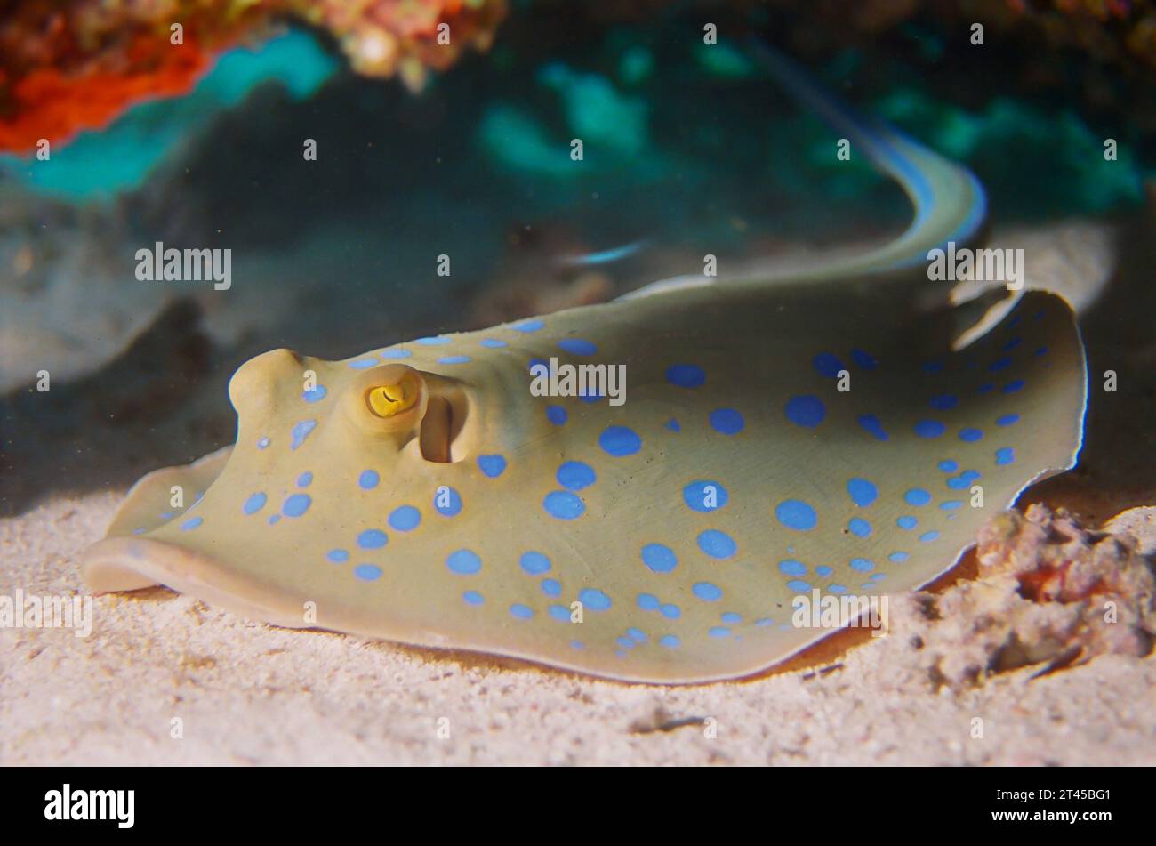 Bluespotted ribbontail ray (Taeniura lymma) of the sandy bottom, Red Sea, Egypt. Stock Photo