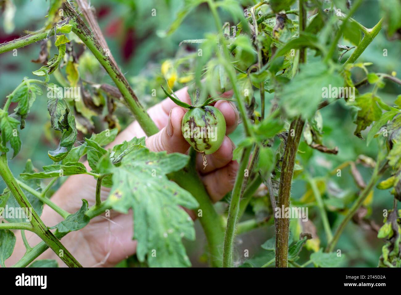 A gardener examines a sick tomato bush with withered leaves and spoiled ...