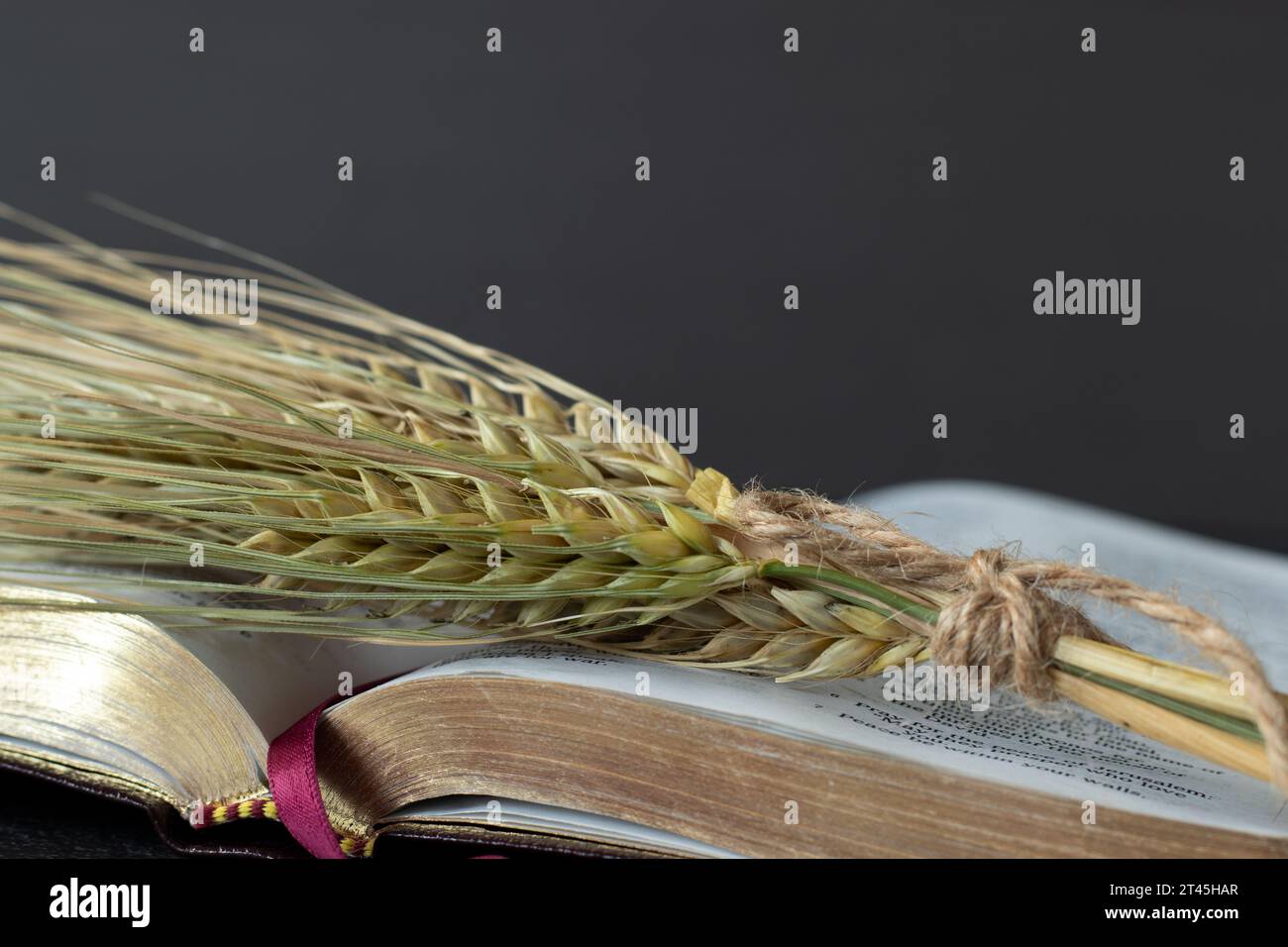 Stalk of barley on open holy bible book with dark background. Close-up. Spring harvest season offering, Christian spiritual firstfruits concept. Stock Photo