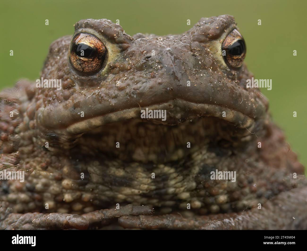 Natural facial closeup of a brown European common toad, Bufo bufo sitting on wood in the garden Stock Photo