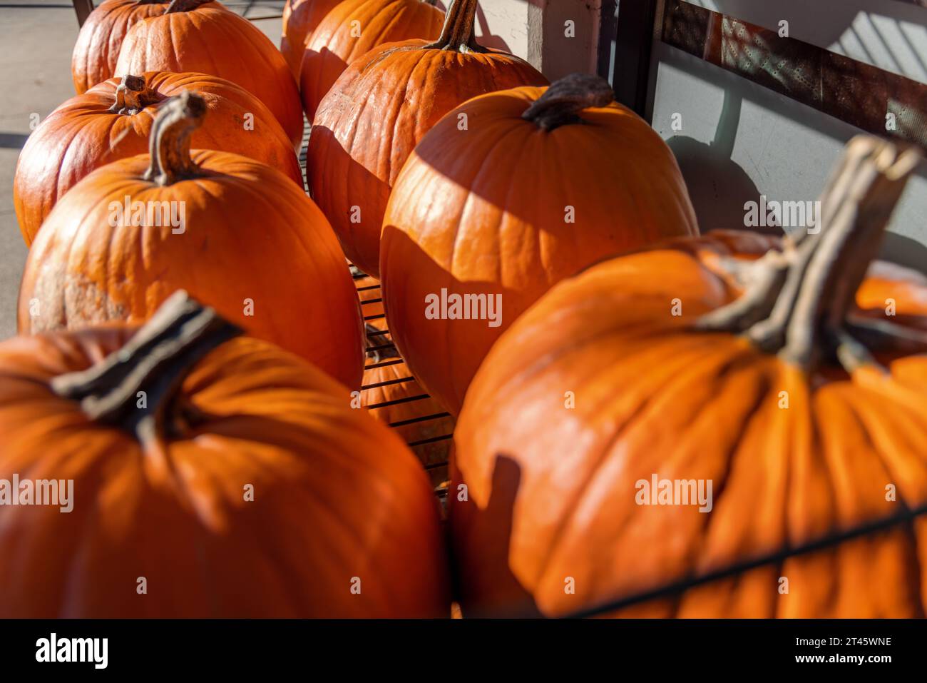 Pumpkins lined up ready for sale for Halloween in Vancouver, Canada. Stock Photo