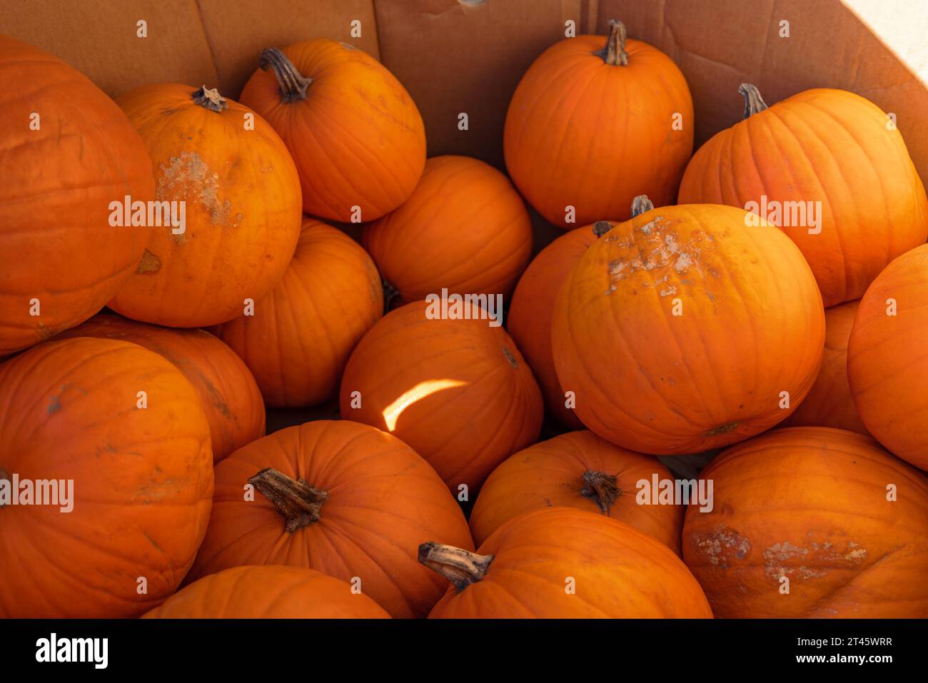 Pumpkins piled up for sale for Halloween in Vancouver, Canada. Stock Photo
